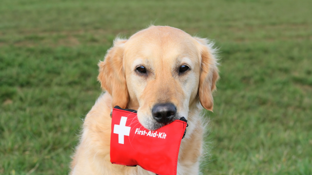 Dog First Aid Diploma