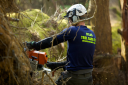 Atlas Tree Care And Training