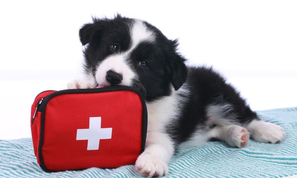 Pet First Aid - CPD Certified