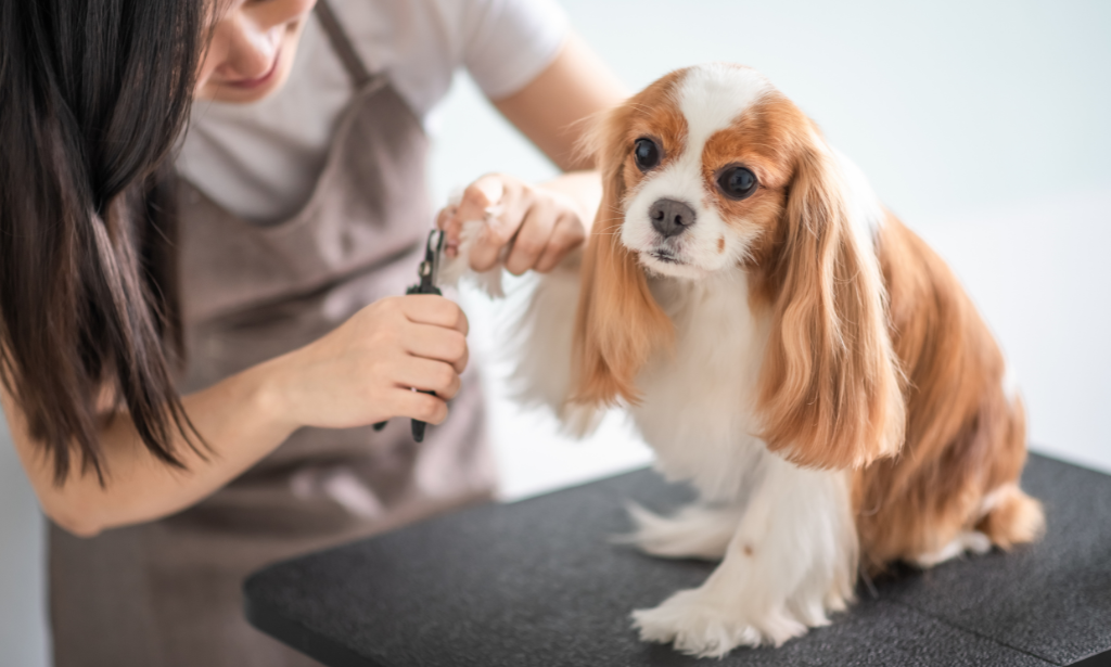 Dog Care and Grooming