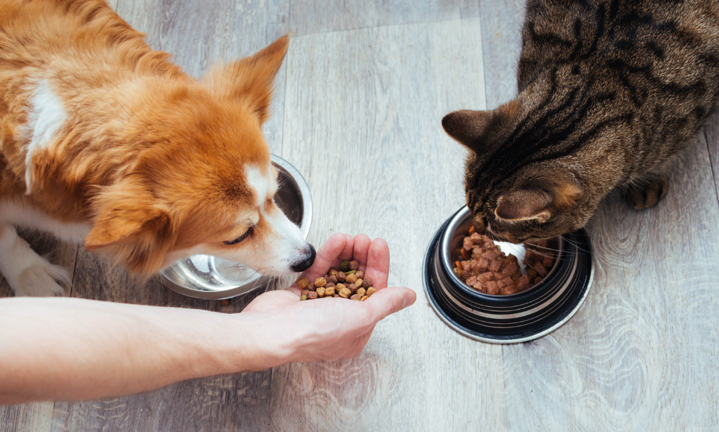 Dog Whispering and Pet Nutrition Level 3