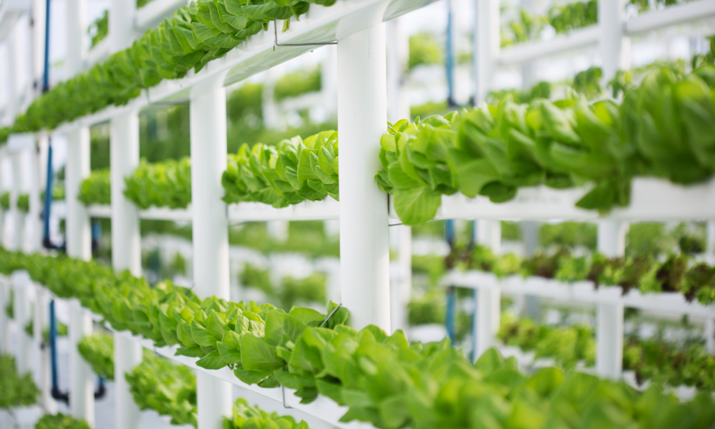 Build Your Own Home Hydroponic Farm