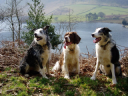 Solway Dog Training Centre