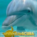 Whitstable Scuba Ltd logo