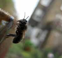 Urban Bees