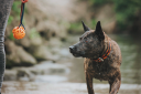 Animal Affinity - Pet Behaviour & Training