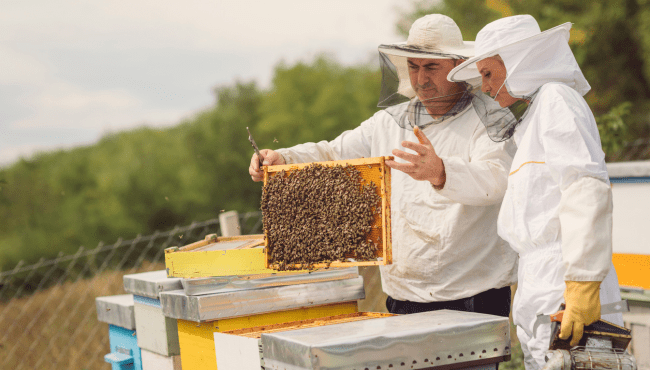 Beekeeping for Beginners to Advanced Course