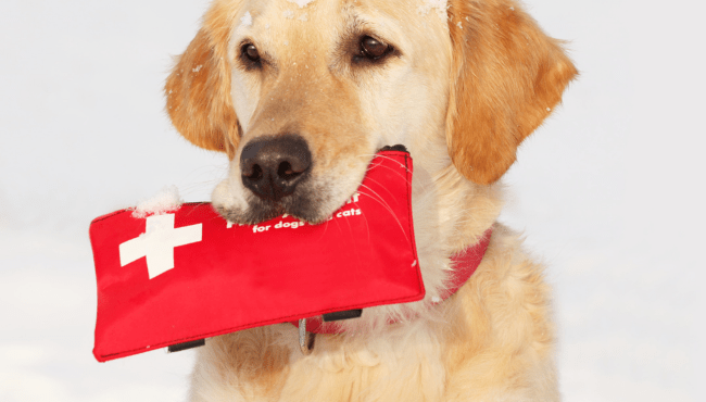 Diploma in Dog First Aid & Dog Care Level 3
