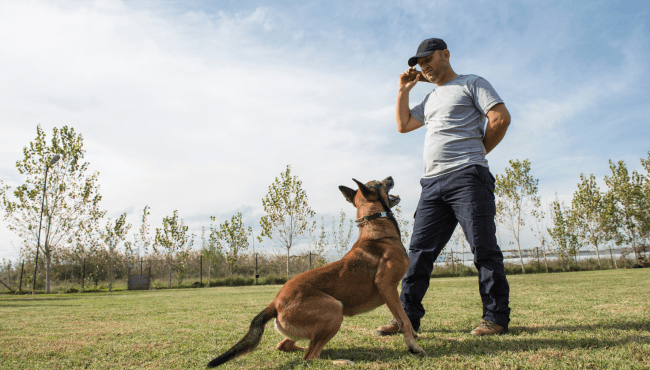 Dog Walking & Training Level 3 Diploma