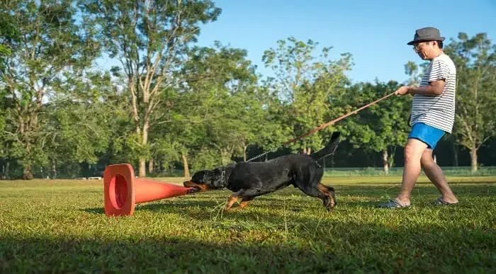 Dog Leash Training Masterclass