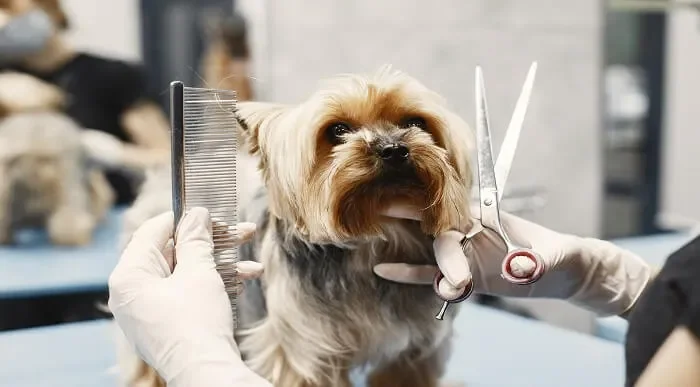 Dog Grooming Diploma