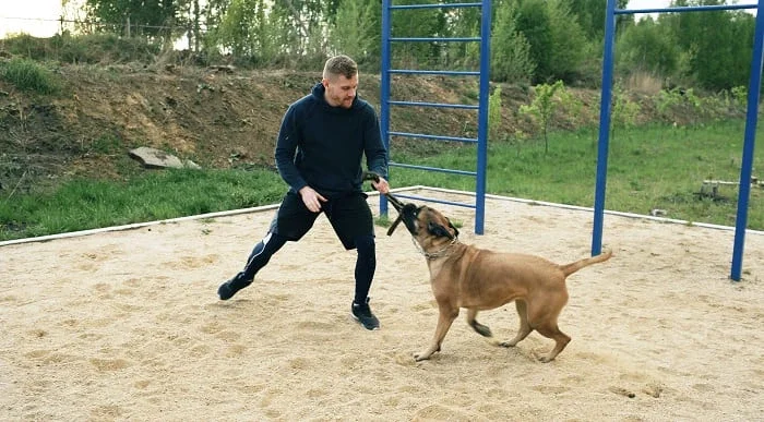 Dog Training - Control Dog Attacks