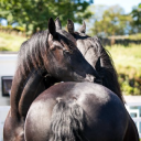 Stable Stays & The Friesian Experience - Black Horses Ltd