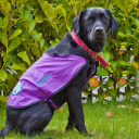 Assistance Dogs Northern Ireland (ADNI)