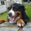 Gooddoggie, Canine Behaviour And Training
