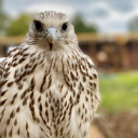 Lavenham Falconry