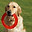 Oving Dog Training logo