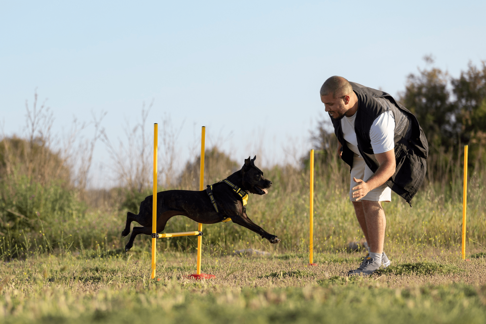 Dog Walking & Training Level 3 Diploma