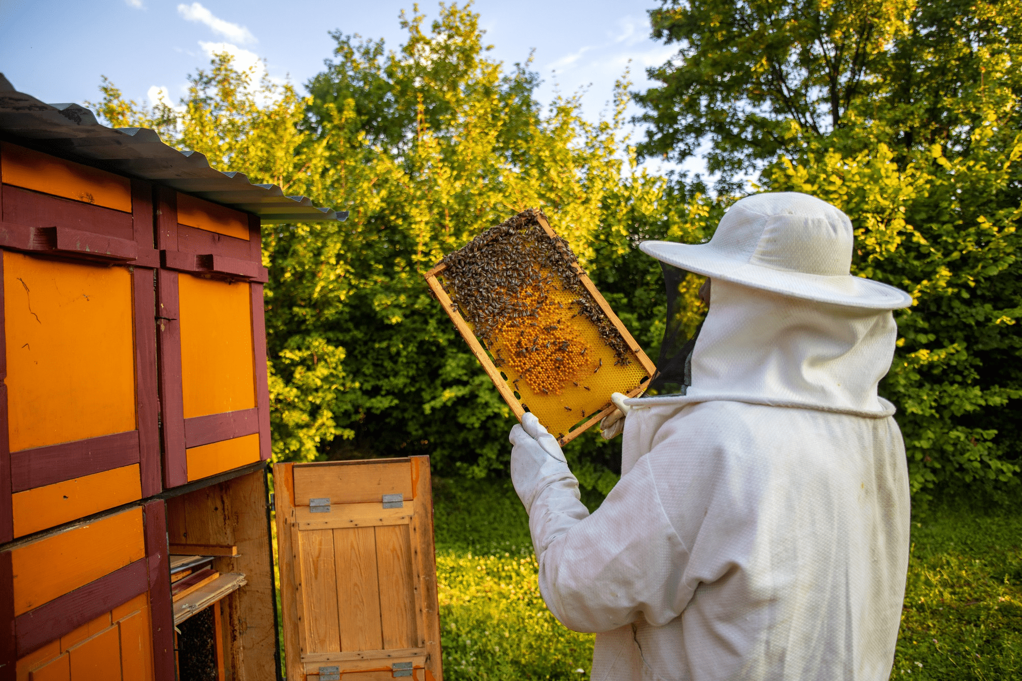 Beekeeping Level 3 Diploma