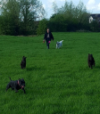Anne Neale Professional Dog Trainer