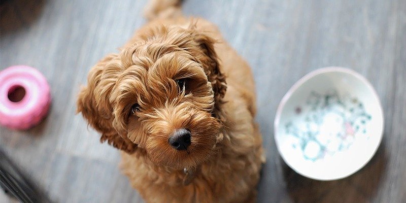 New Puppy! Settling in & Toilet Training Tips