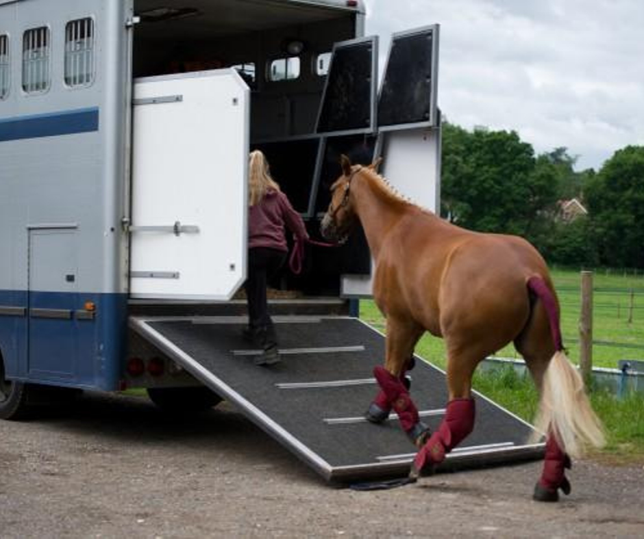 Animals in Transit (Short Journeys) - Horses Course