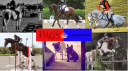 Pags Equestrian logo