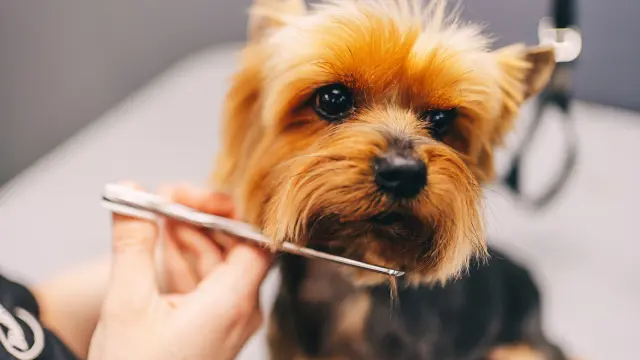 The Guide to Dog Grooming & Care Course