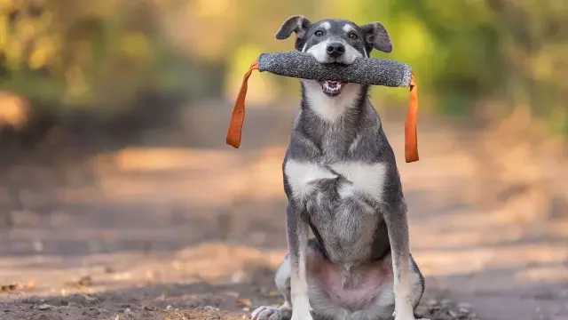 Dog Training Diploma Course