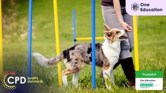 Dog Training - Train Puppies Course