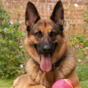 British Association For German Shepherd Dogs, Reigate logo