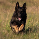 Yorkshire German Shepherd Dog Training logo