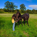 Mills Stables Livery And Retraining Racehorses