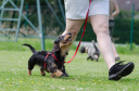 Complete Canine Dog Training