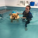 House Of Hound Hydrotherapy And Training