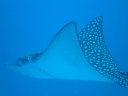Eagle Ray Diving