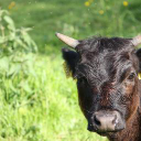 Wyre Community Land Trust