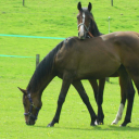 Heights Livery Stables logo