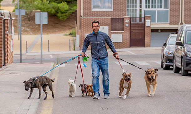 Dog Training and Animal Care Diploma