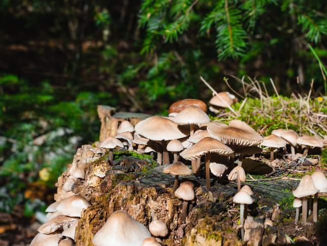 Diploma in Mycology: Fungi Studies