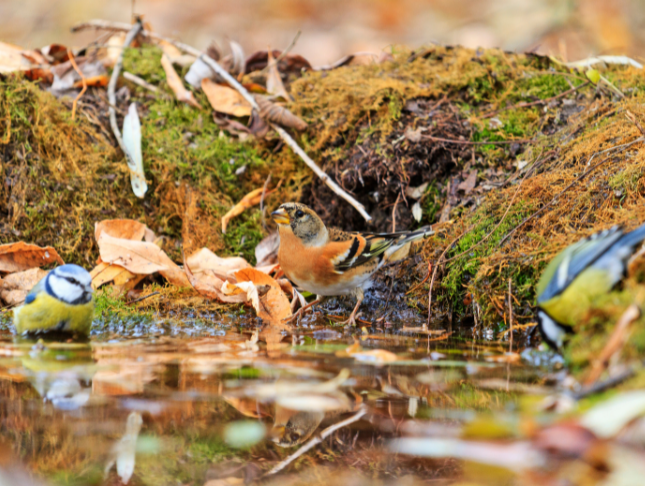 Ornithology: In-Depth Study of the Fascinating World of Birds