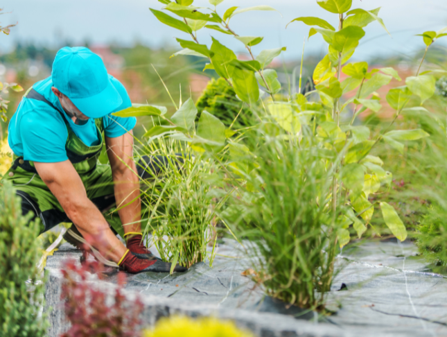 Weeds Identification and Control: Maintaining Green Spaces