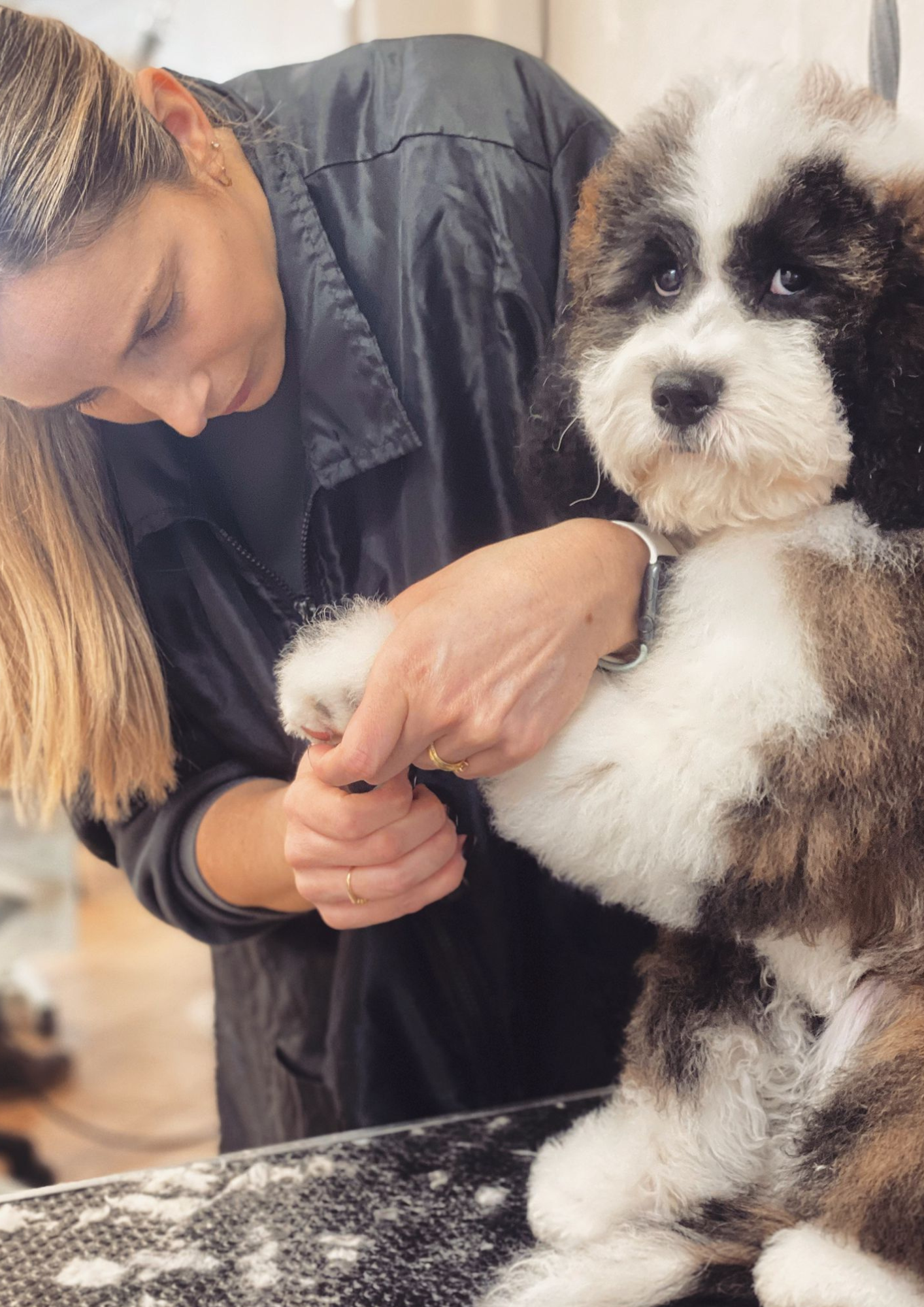 Certificate Dog Grooming Qualification (15 Day course)