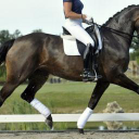 Platinum Dressage