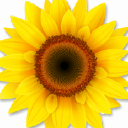 Sunshine Digital Media logo