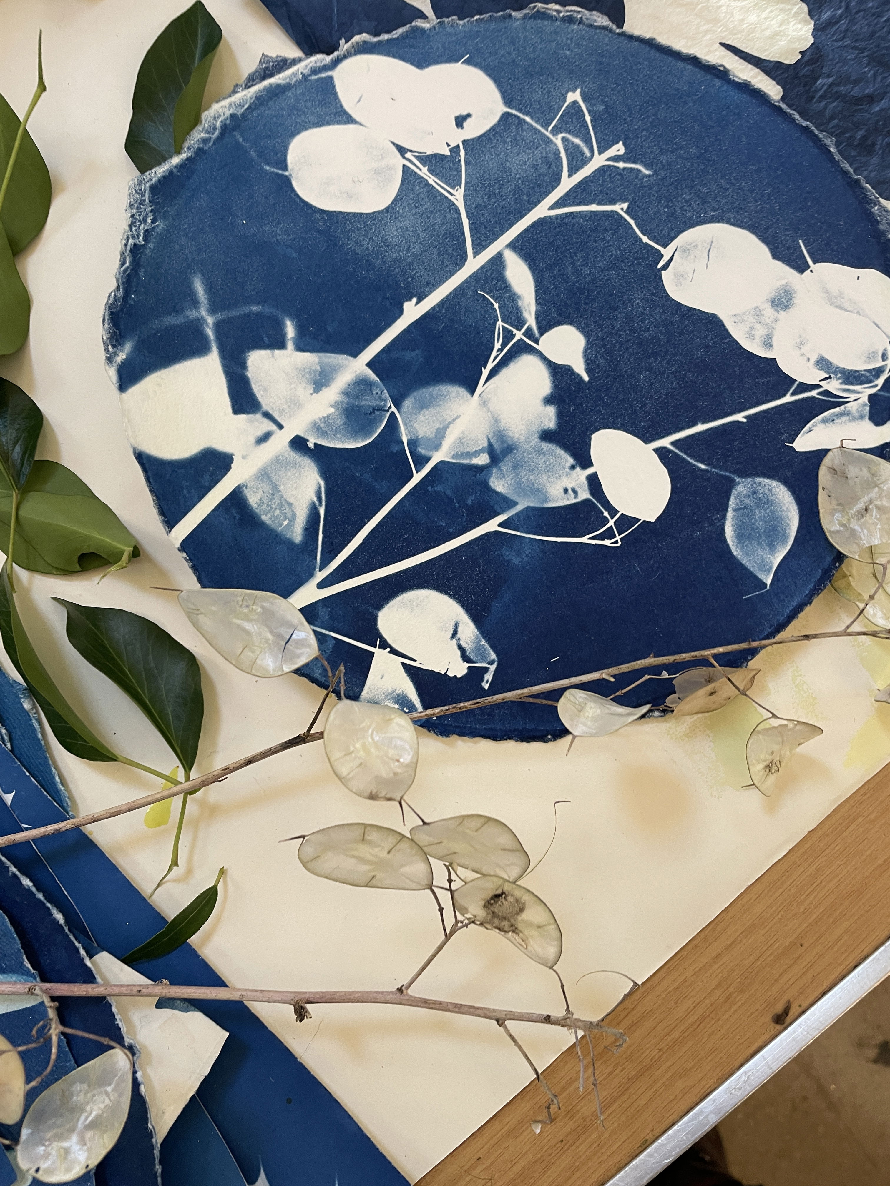 Wet cyanotypes: Artful Botanics Summer Term at Norfolk School of Gardening