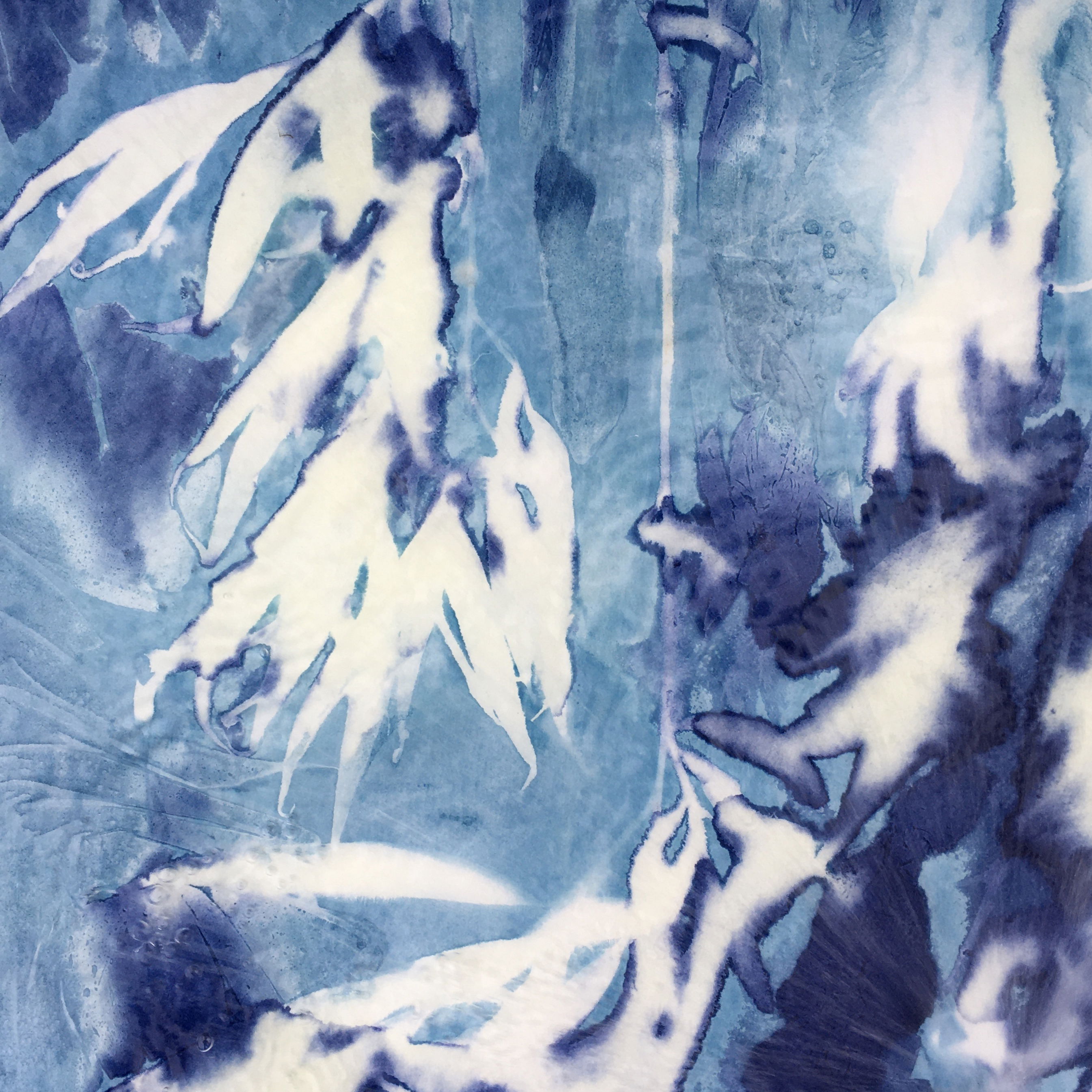 Wet cyanotypes: Artful Botanics Summer Term at Norfolk School of Gardening