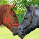 Northcote Heavy Horse Centre