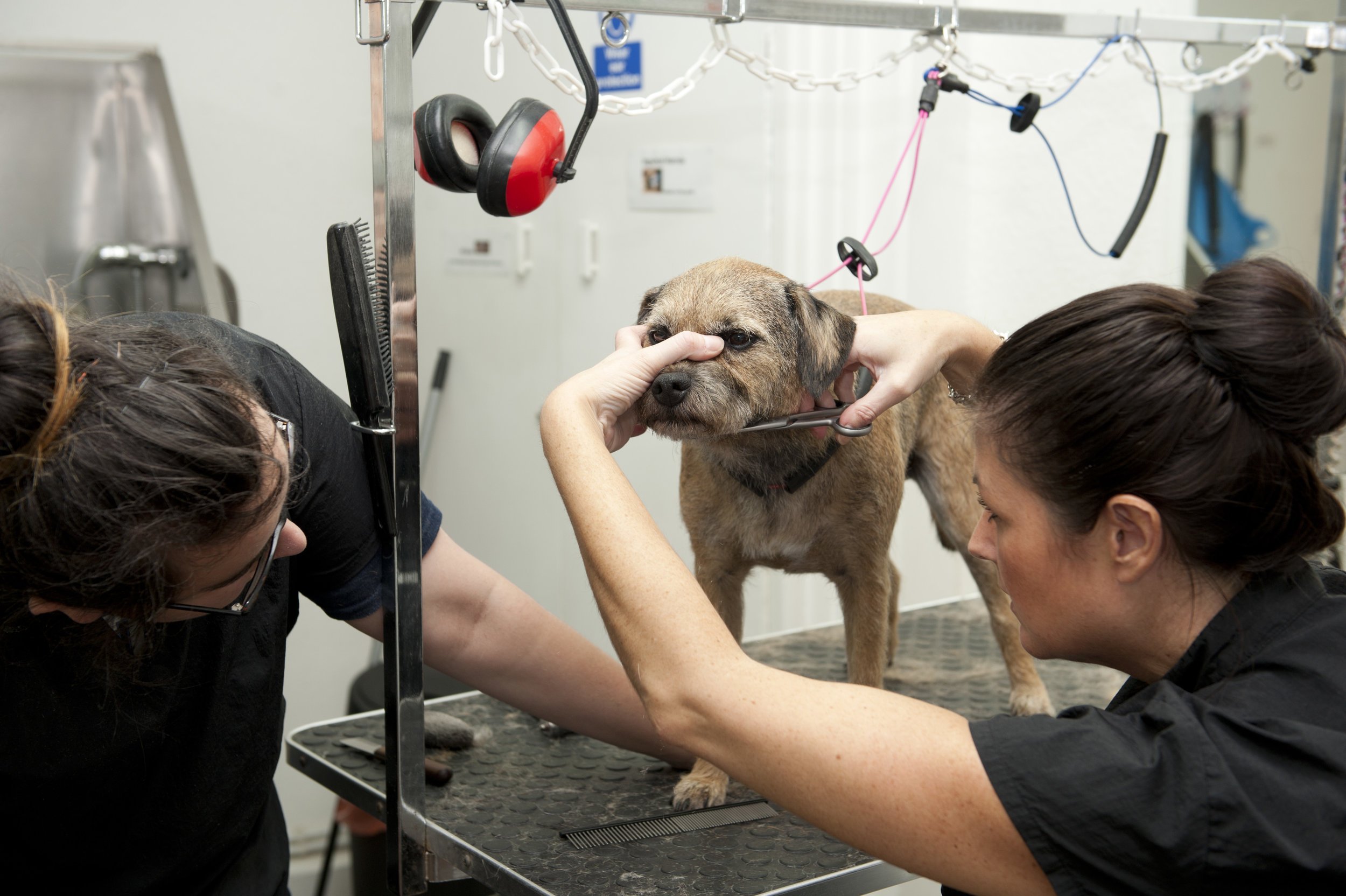 Snobby Dogs Salon Assistant Stylist Course