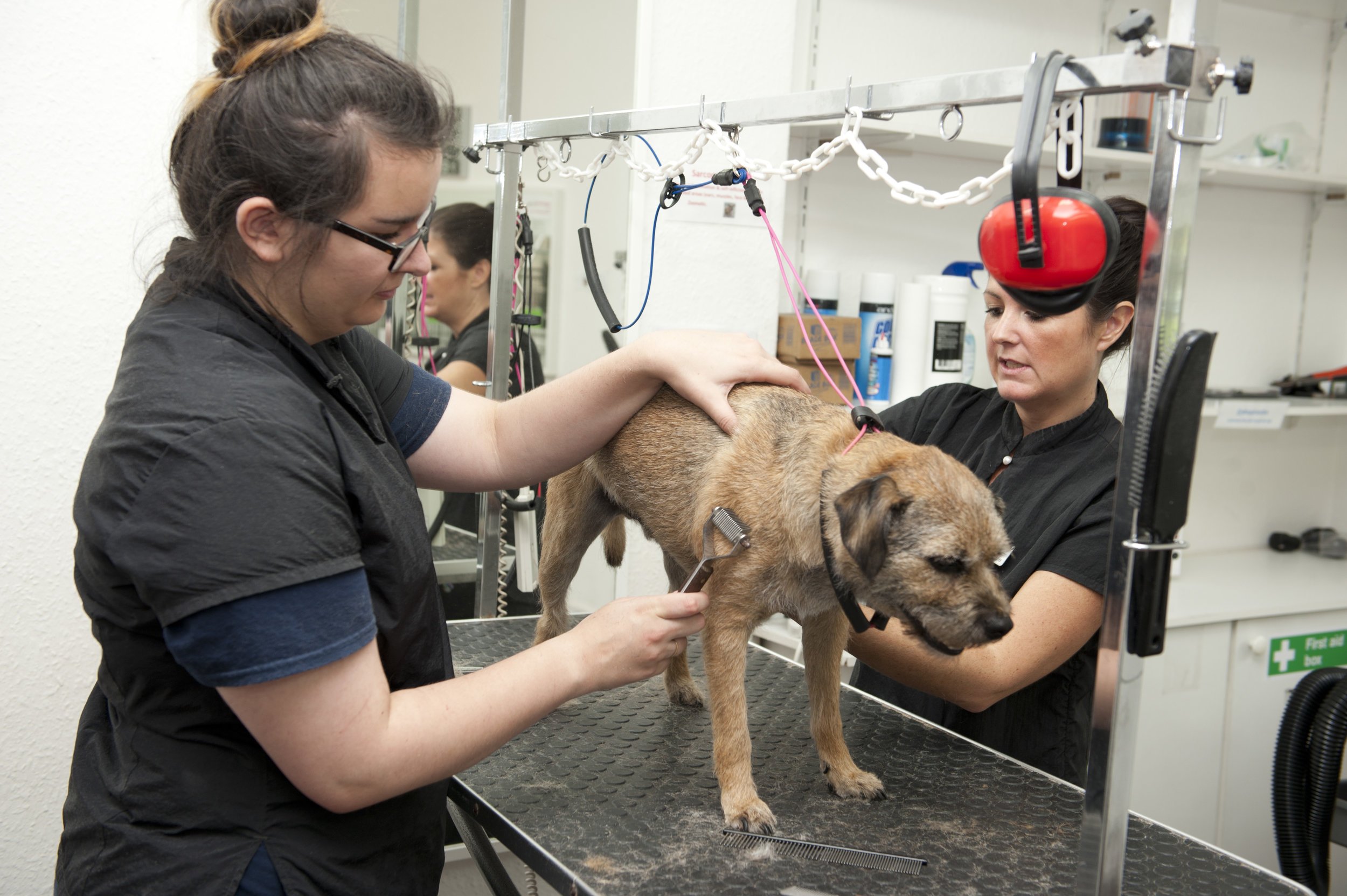 Snobby Dogs Commercial Stylist Course - Includes free Pet first Aid Course